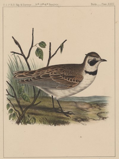 Birds, Plate XXXII by American School